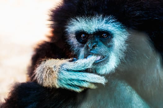 Closeup of monkey portrait in zoo