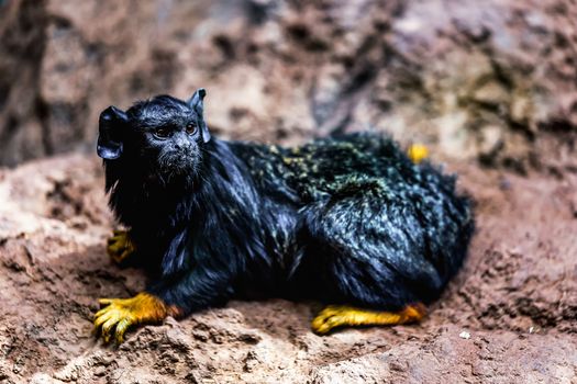 Black monkey red handed tamarin sitting on stone in zoo