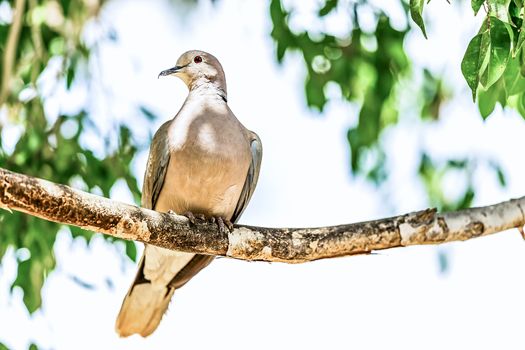 White-winged Dove or pigeon siting on wooden perch in zoo