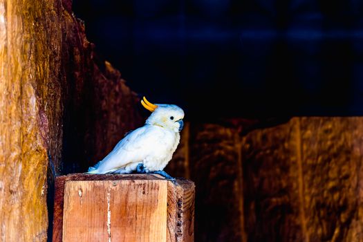 Sulphur-crested Cockatoo or Cacatua galerita white parrot in zoo