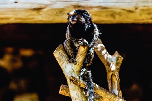 Monkey sitting on tree in zoo