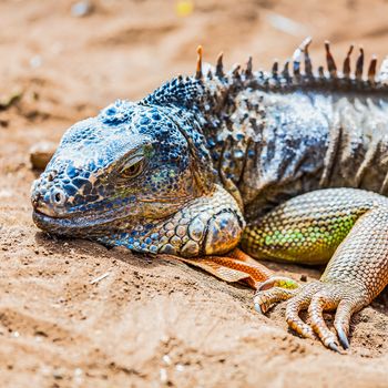 Closeup of iguana or lizard head on yellow sand in desert