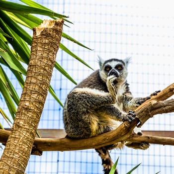 Lemur sitting on tree branches in zoo