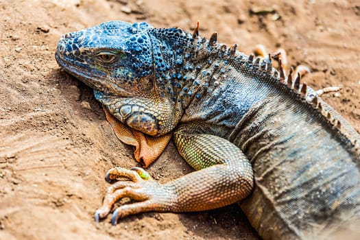 Iguana or lizard on yellow sand in desert