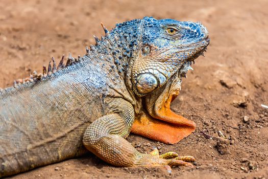 Closeup of iguana or lizard head on yellow sand in desert
