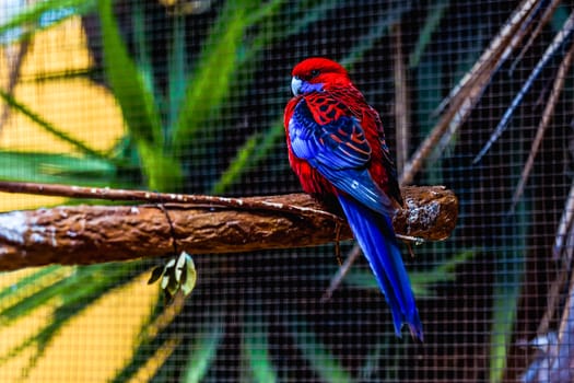 Blue and red parrot siting on wooden perch in zoo