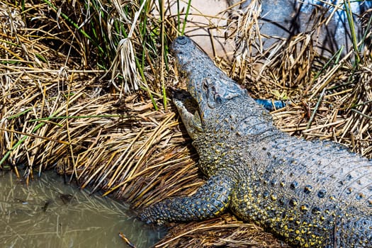 Crocodile on reed or cane in swamp