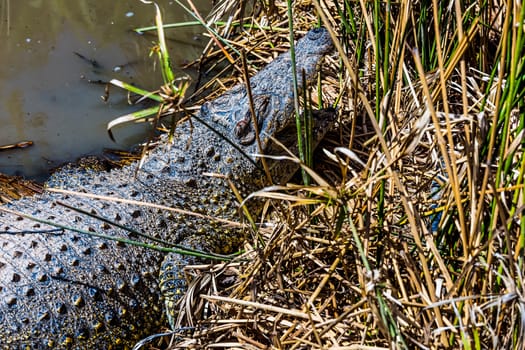 Crocodile on reed or cane in swamp