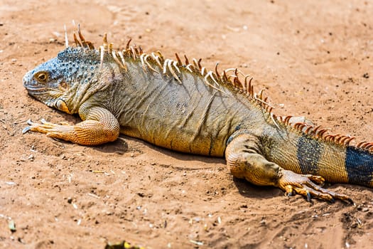 Iguana or lizard on yellow sand in desert
