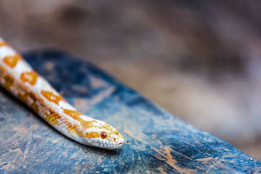 Albino Gopher Snake or Lambent albino python lying or crawling on stone