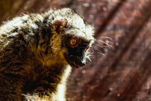 Closeup portrait of red-bellied lemur sitting on wood board in zoo