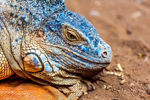 Closeup of iguana or lizard head on yellow sand in desert
