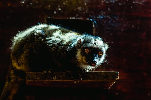 Red-bellied lemur sitting on wood board in zoo