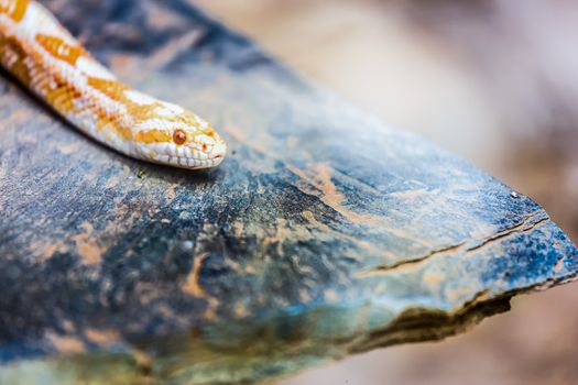 Albino Gopher Snake or Lambent albino python lying or crawling on stone