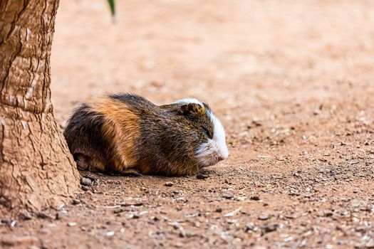 Guinea pig or hamster on the ground near tree