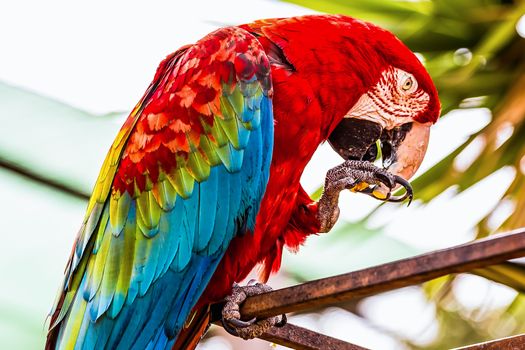 Red Macaw or Ara cockatoos parrot siting on metal perch in zoo