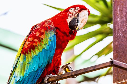 Red Macaw or Ara cockatoos parrot siting on metal perch
