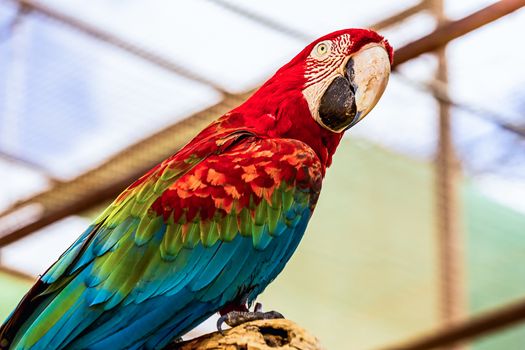 Red Macaw or Ara cockatoos parrot siting on wooden perch in zoo