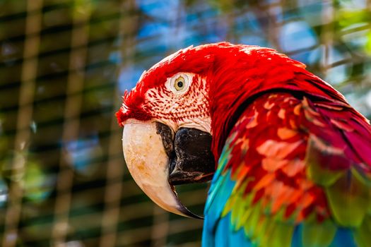 Closeup of head portrait of Red Macaw or Ara cockatoos parrot in zoo cell