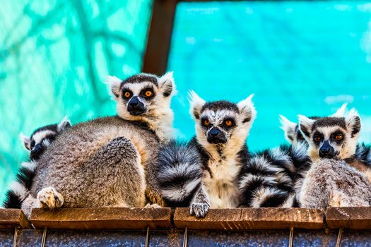 Lemurs sitting on the wood board planks surface in zoo