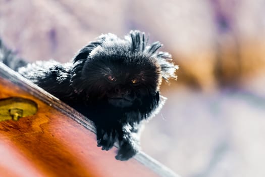 Black monkey sitting on wood board in zoo