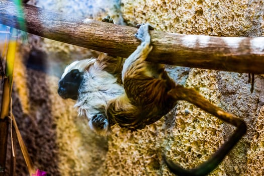 Monkey titi cotton-top tamarin hanging on tree in zoo