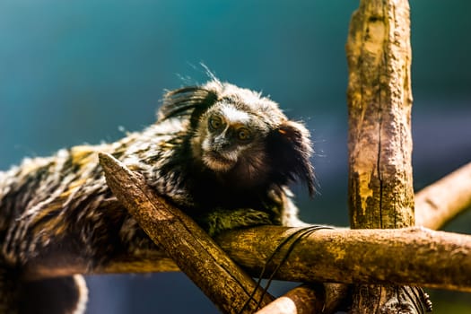 Monkey black-tufted marmoset or titi de penachos negros sitting on branch tree in zoo