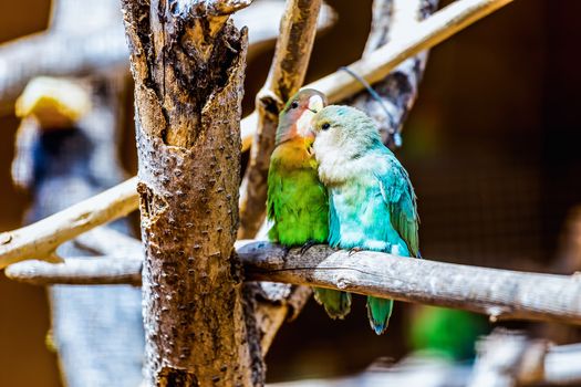 Peach-faced Lovebirds parrots siting on wooden perch in zoo