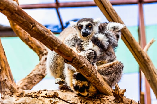 Lemur sitting on tree branches in zoo