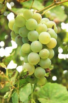 Bunch Of White Grape In The Vineyard