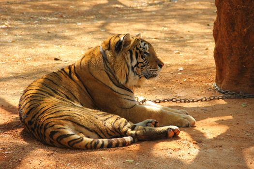 Bengal tiger in Kanchanaburi at Thailand