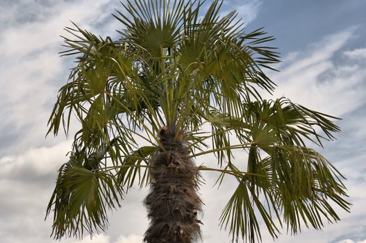 Detail of the palm tree - treetop