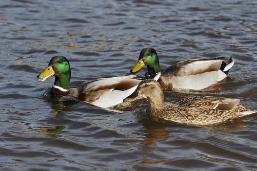 Detail of the ducks floating on the water - courtship