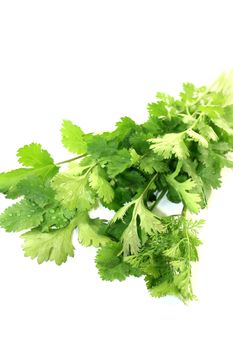 fresh green coriander on a light background