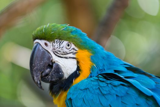A close up on the face of a blue and yellow macaw.