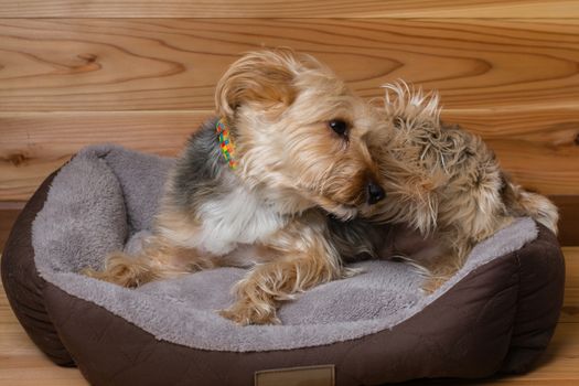 A cute Yorkshire terrier relaxing in his bed.