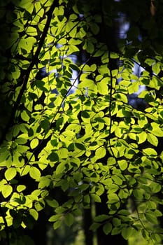 Abstract image of the green leaves on the backlit