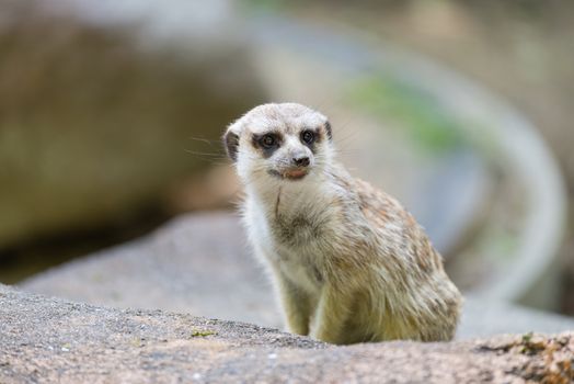 A small cute and curious looking meerkat.