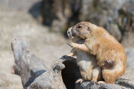 Two small and cute prairie dogs hugging and pointing into the distance.