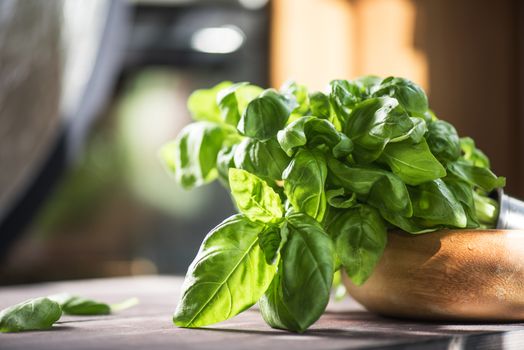 Fresh organic basil leaves on a wooden table