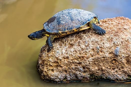 Turtle or tortoise on stone on swamp