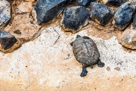 Turtle or tortoise on stone shore
