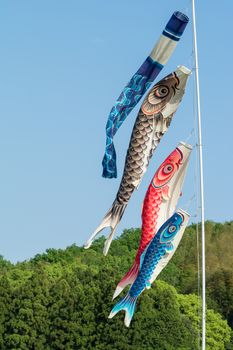 Flags shaped like Japanese Koi fish (carp) flying for boy's day in May.