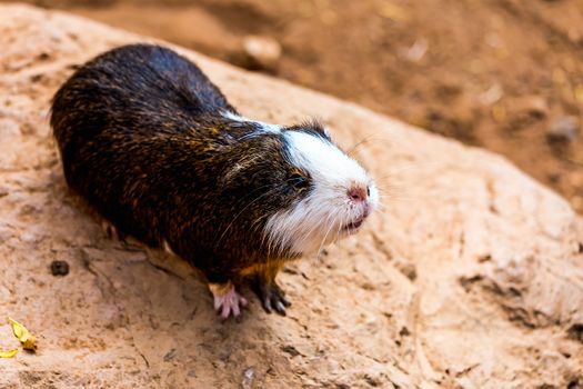 Guinea pig or hamster on stone