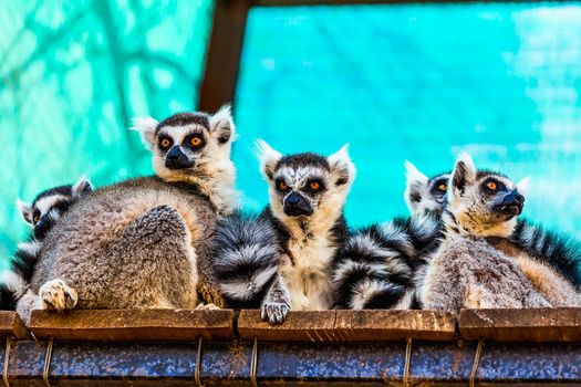 Lemurs sitting on the wood planks surface in zoo