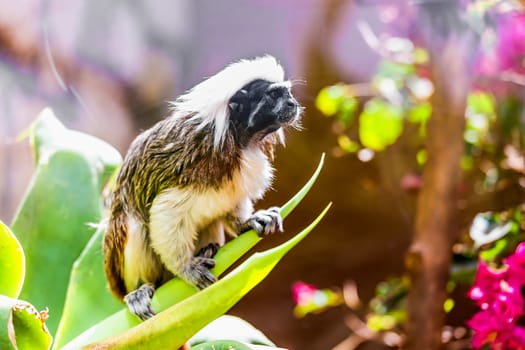 Monkey titi cotton-top tamarin sitting on green leaves in zoo
