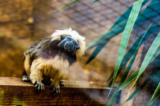 Monkey titi cotton-top tamarin sitting on wood board in zoo