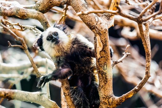 Monkey white-faced capuchin or titi de cara blanca sitting on branch tree in zoo