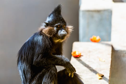 Black monkey in zoo