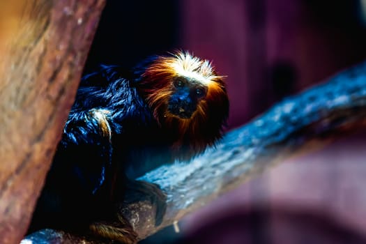Black monkey titi leon or golden-headed leon sitting on tree branch in zoo